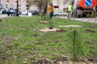 Сквер Защитников Отечества в Калуге пополнился кедрами Сквер Защитников Отечества в Калуге пополнился кедрами