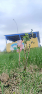 �  ������� ���� "��������" �������� ������ ���������